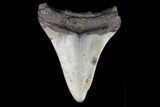 Juvenile Megalodon Tooth - North Carolina #147738-1